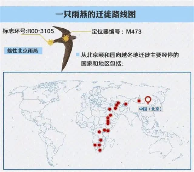 燕子迁徙路线_燕子越冬地点_东北网友拍下燕子滞留未南飞