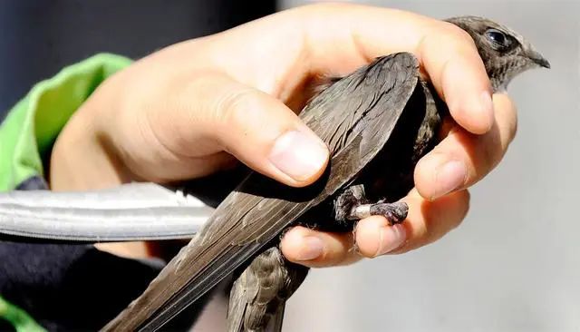 东北网友拍下燕子滞留未南飞_燕子越冬地点_燕子迁徙路线