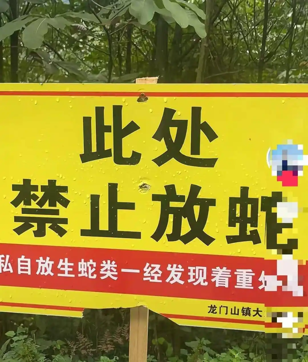 驴友登山发现大量“蛇出没”告示牌_彭州龙门山镇大湾村蛇出没 告示牌 禁止放蛇