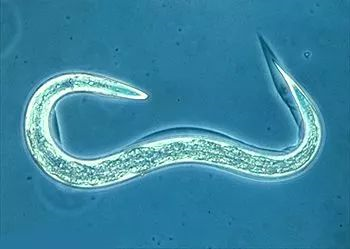 俄罗斯“唤醒”4.1万年前北极冻土层古代线虫！