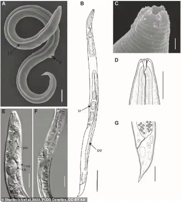 西伯利亚永久冻土线虫复苏_北极4万年古生物正在苏醒_休眠4.6万年线虫繁殖