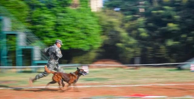 北京免费领养宠物狗_退役军犬领养_军犬退休安置