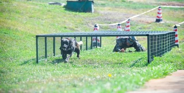 军犬退休安置_北京免费领养宠物狗_退役军犬领养