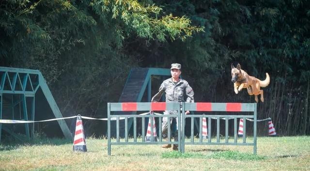军犬退休安置_北京免费领养宠物狗_退役军犬领养