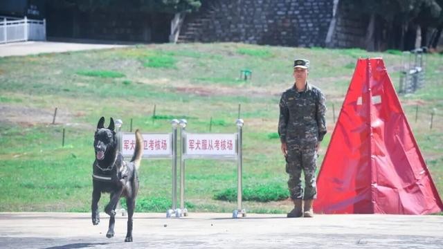 北京免费领养宠物狗_军犬退休安置_退役军犬领养