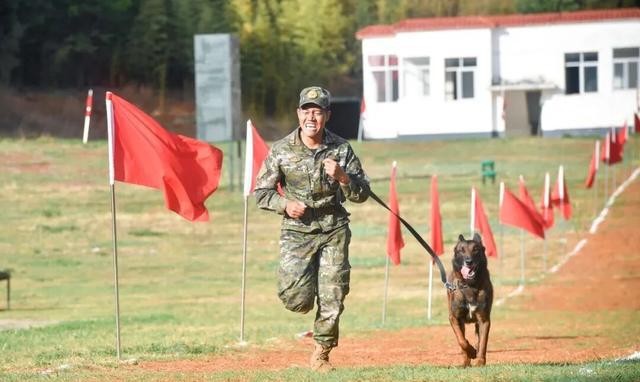 退役军犬领养_军犬退休安置_北京免费领养宠物狗