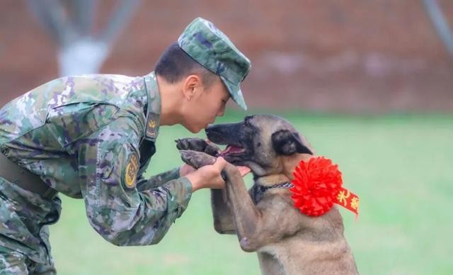 北京免费领养宠物狗_军犬退休安置_退役军犬领养