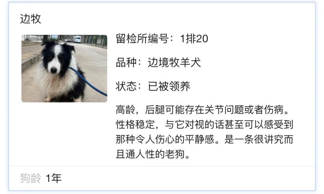 北京公安局待领养犬只信息查询_北京免费领养宠物狗_北京公安待领养犬只领养流程