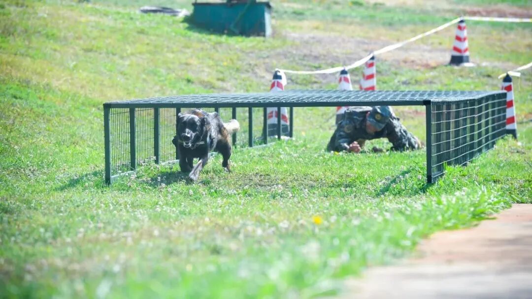 北京免费领养宠物狗_退役军犬领养条件_退役军犬领养程序