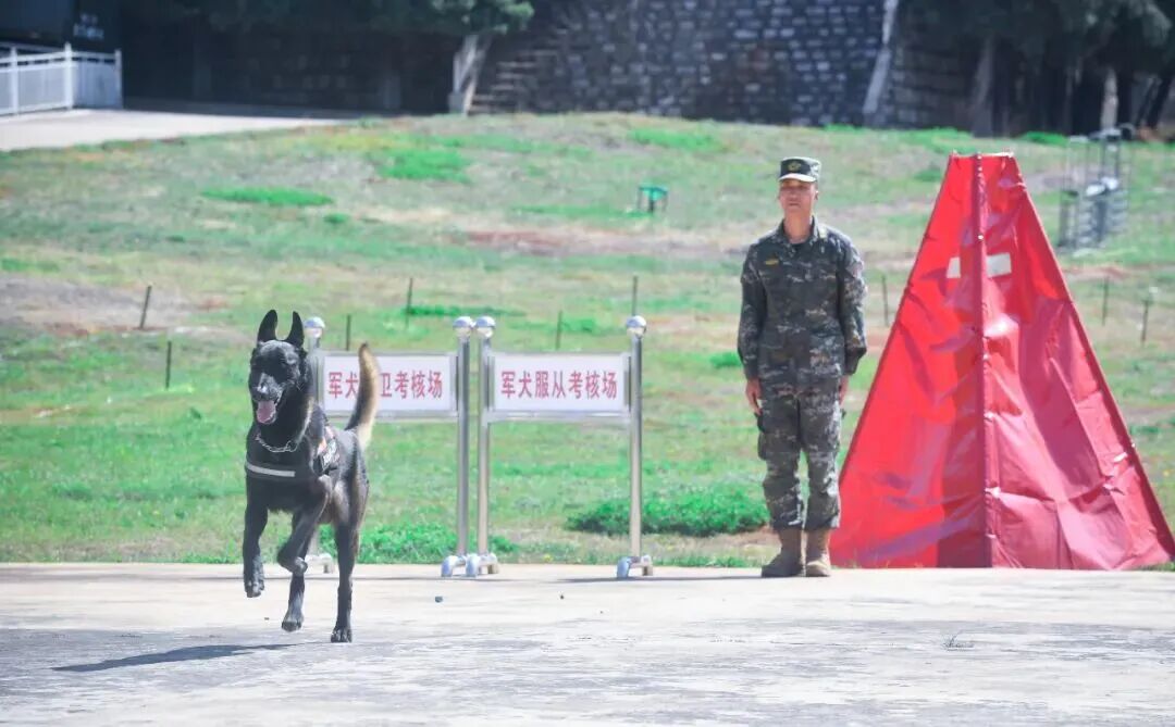 北京免费领养宠物狗_退役军犬领养条件_退役军犬领养程序