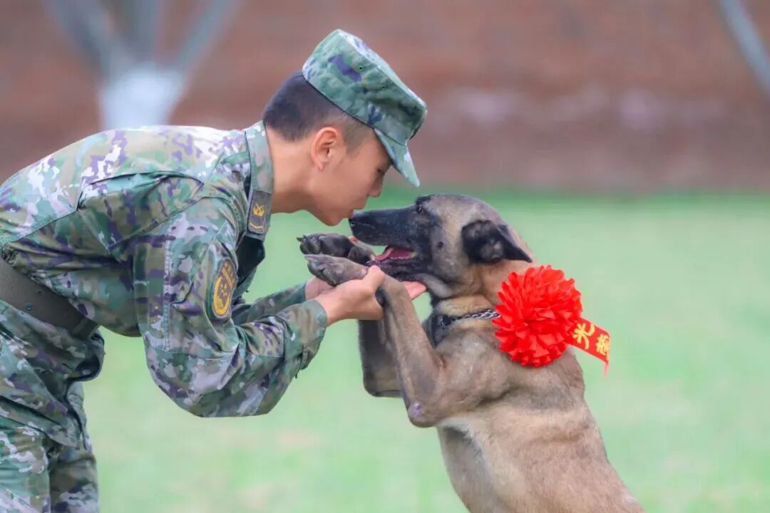 退役军犬领养程序_北京免费领养宠物狗_退役军犬领养条件