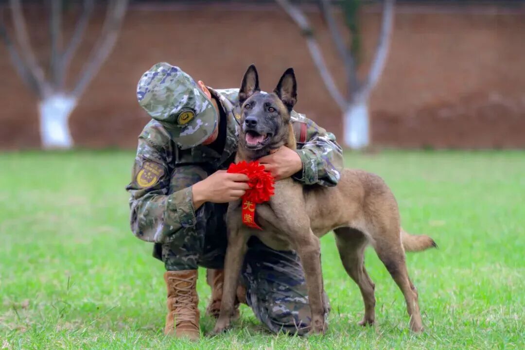 退役军犬免费领养_北京免费领养宠物狗_北京南京广州乌鲁木齐呼和浩特可领养犬