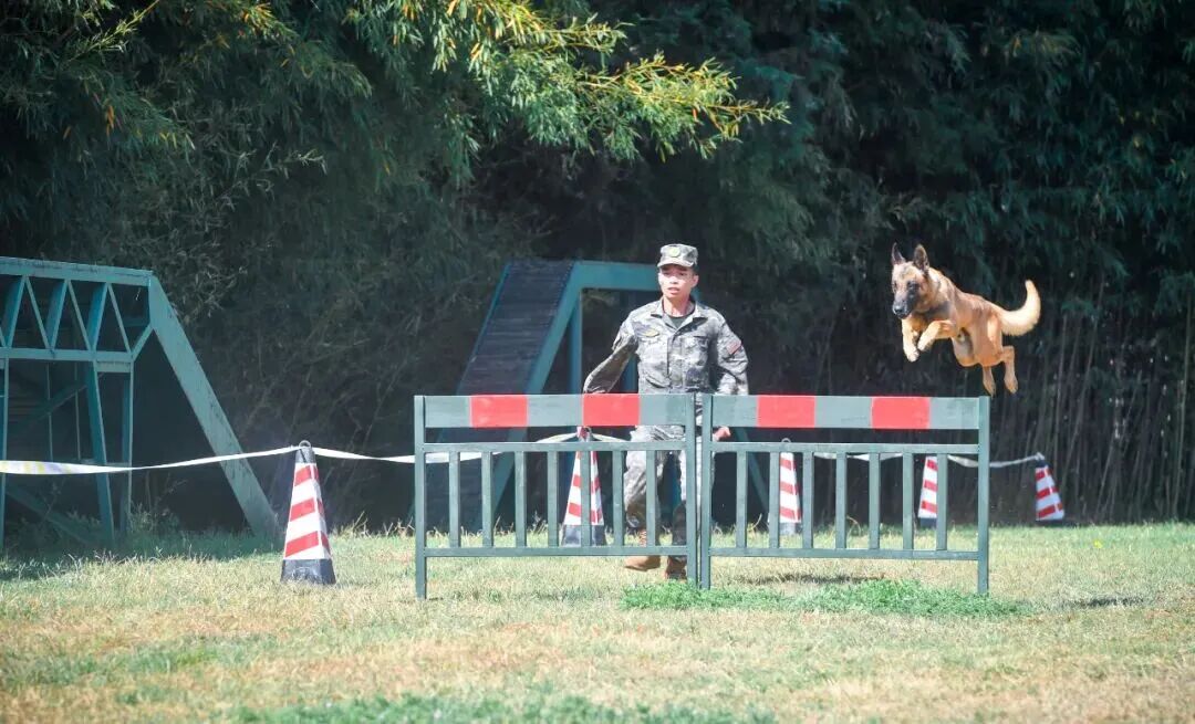 北京免费领养宠物狗_北京南京广州乌鲁木齐呼和浩特可领养犬_退役军犬免费领养