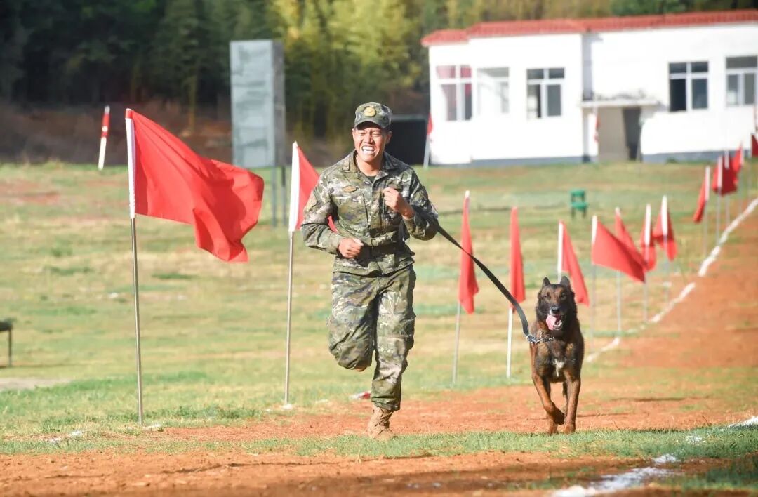 北京南京广州乌鲁木齐呼和浩特可领养犬_退役军犬免费领养_北京免费领养宠物狗