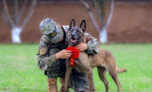 北京免费领养宠物狗_军犬领养条件_退役军犬福利