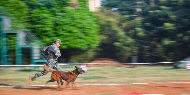 退役军犬福利_军犬领养条件_北京免费领养宠物狗
