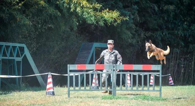 军犬领养条件_退役军犬福利_北京免费领养宠物狗