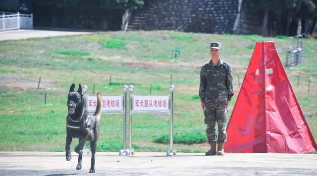 军犬领养条件_北京免费领养宠物狗_退役军犬福利