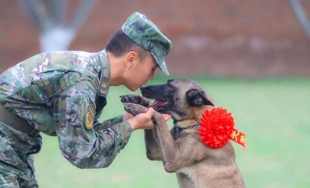 北京免费领养宠物狗_退役军犬福利_军犬领养条件