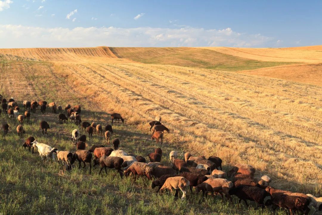 徒步丝绸之路，一个法国人会遇到多少故事？