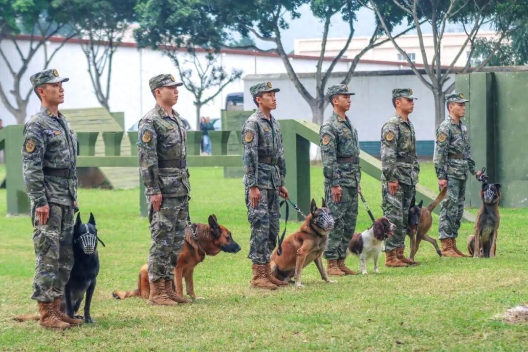 武警某部开展退役军犬免费社会领养工作，领养程序——