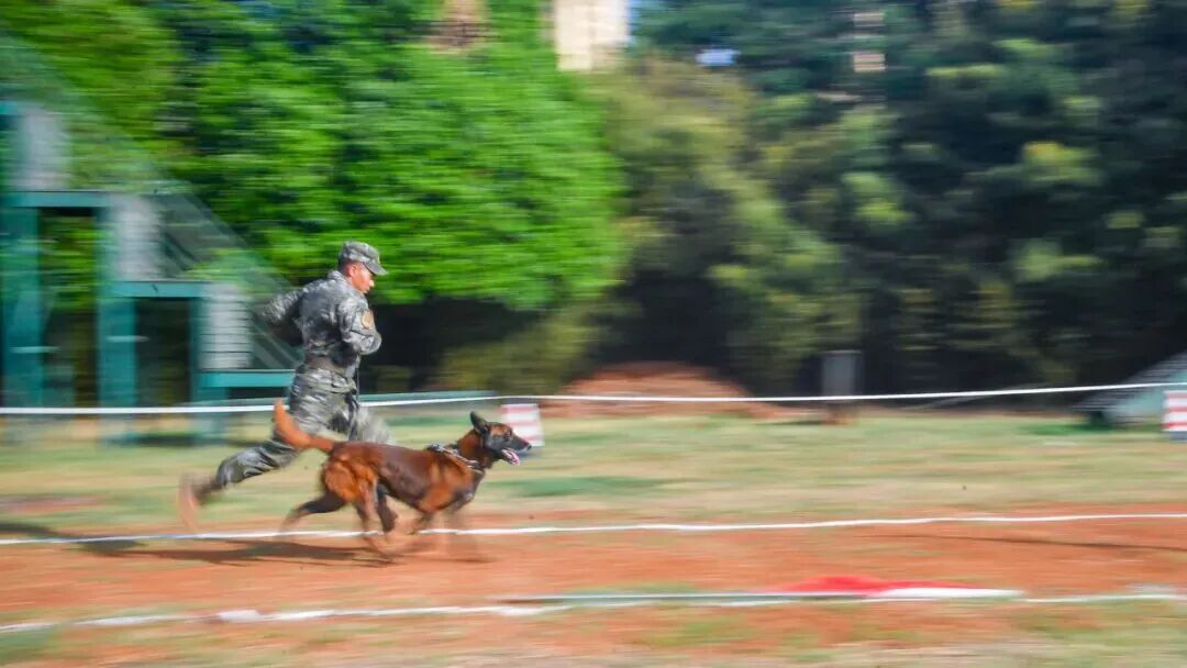 退役军犬免费领养_北京南京广州乌鲁木齐呼和浩特退役犬领养_北京免费领养宠物狗