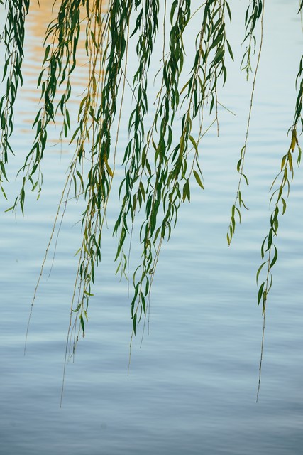 送元二使安西ppt免费下载_送元二使安西 王维 诗歌赏析_渭城朝雨浥轻尘 客舍青青柳色新 解读