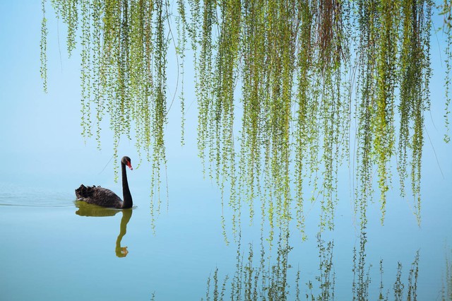 送元二使安西 王维 诗歌赏析_渭城朝雨浥轻尘 客舍青青柳色新 解读_送元二使安西ppt免费下载