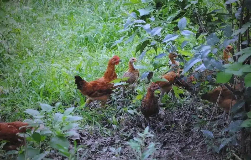 家禽自由生活场景_农场小鸡_乡村家禽放养