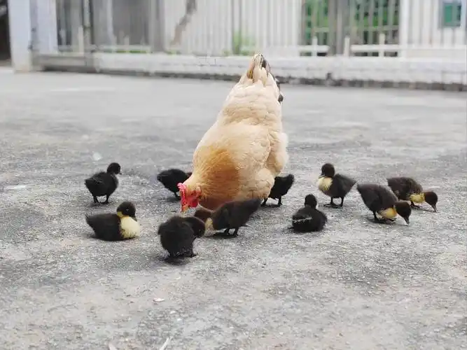 农场小鸡_家禽自由生活场景_乡村家禽放养