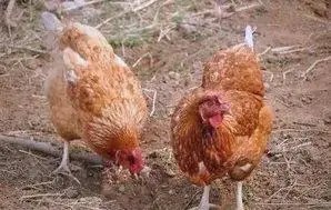 乡村家禽放养_家禽自由生活场景_农场小鸡