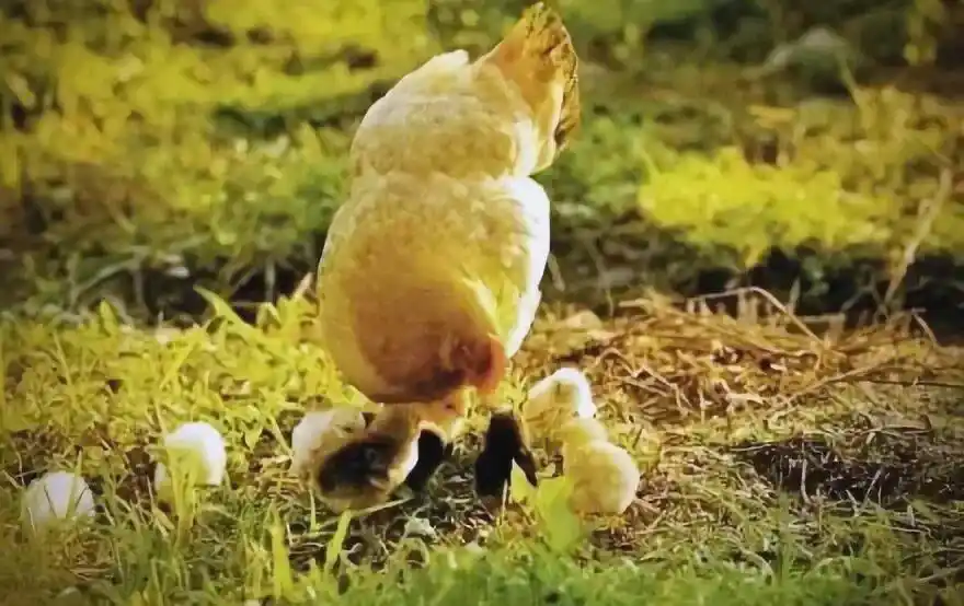 乡村家禽放养_农场小鸡_家禽自由生活场景