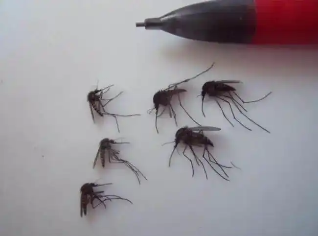 冰岛唯一蚊子保存在研究所_现在只剩南极没蚊子了_冰岛没有蚊子的原因