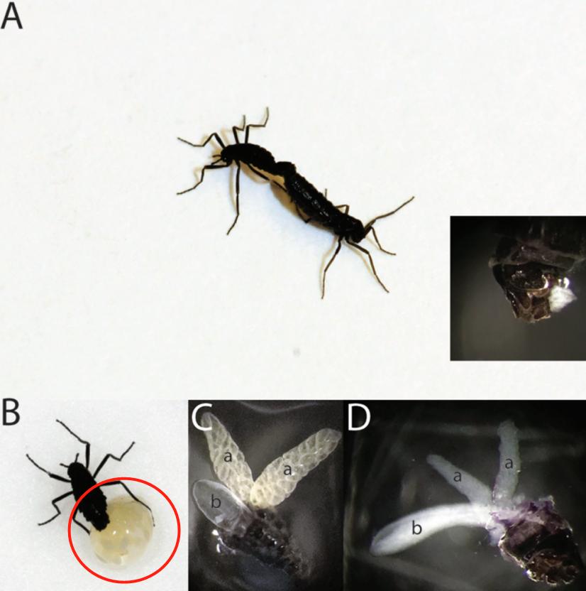 南极摇蚊抗冻特性_南极摇蚊生存机制_现在只剩南极没蚊子了