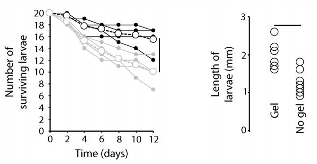 现在只剩南极没蚊子了_南极摇蚊抗冻特性_南极摇蚊生存机制