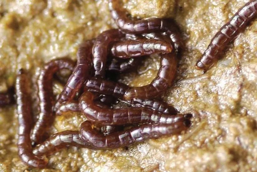 南极摇蚊生存机制_现在只剩南极没蚊子了_南极摇蚊抗冻特性