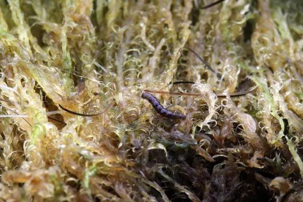 南极摇蚊生存机制_现在只剩南极没蚊子了_南极摇蚊抗冻特性