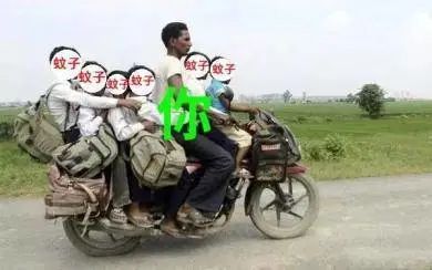 蚊子传播疾病种类_现在只剩南极没蚊子了_蚊子叮咬原因