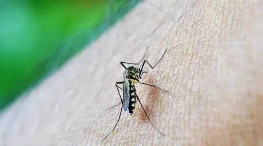 现在只剩南极没蚊子了_蚊子叮咬原因_蚊子传播疾病种类