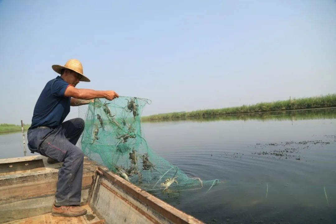 大闸蟹坐“头等舱”24小时飞抵餐桌_新疆天山雪蟹_黄河口大闸蟹