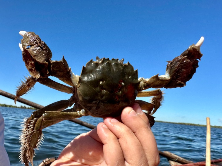 黄河口大闸蟹_新疆天山雪蟹_大闸蟹坐“头等舱”24小时飞抵餐桌