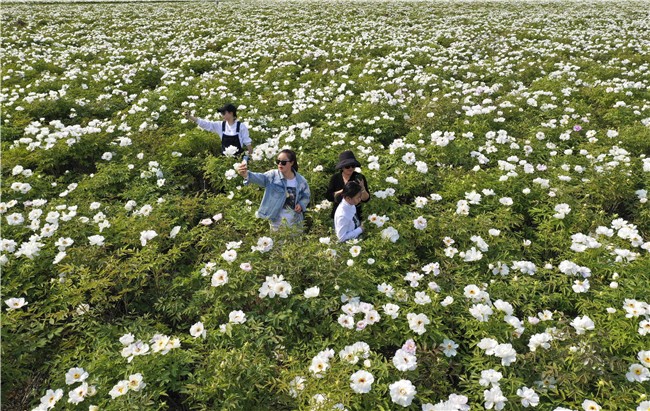 亳州周边旅游景点简介_亳州市历史文化名城旅游攻略_亳州市文化旅游强市建设