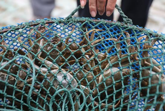 从阳澄湖到餐桌 顺丰如何让大闸蟹“鲜又活”