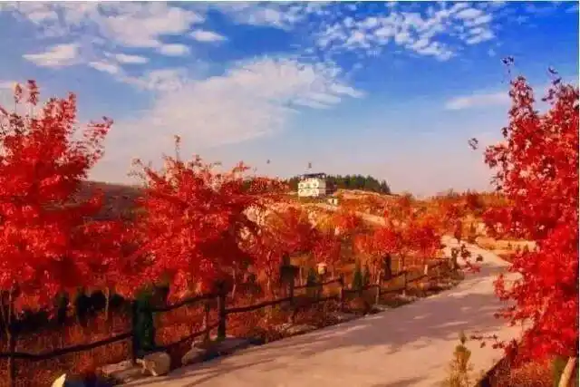 博山红叶最佳时间_这些赏红叶的“出片宝地”藏不住了_博山红叶观赏地点