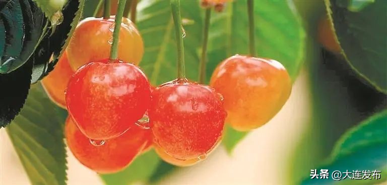 新闻稿怎么写论坛_大连新闻传媒集团 中国新闻奖 系列报道