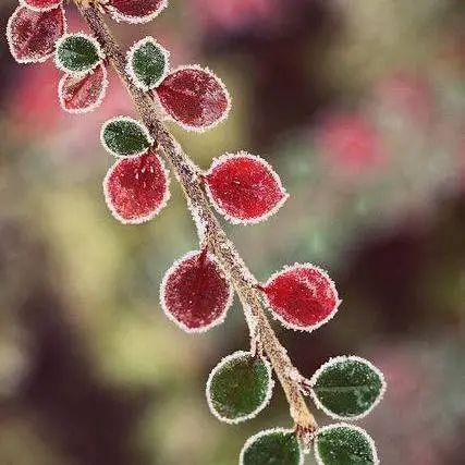 霜降节气物候现象_为何说“冬藏”从霜降开始_霜降饮食养生三防