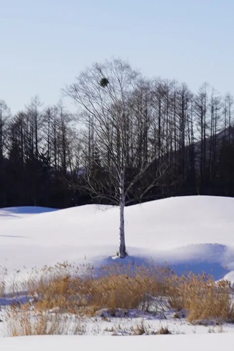 为何说“冬藏”从霜降开始_霜降节气物候现象_霜降饮食养生三防