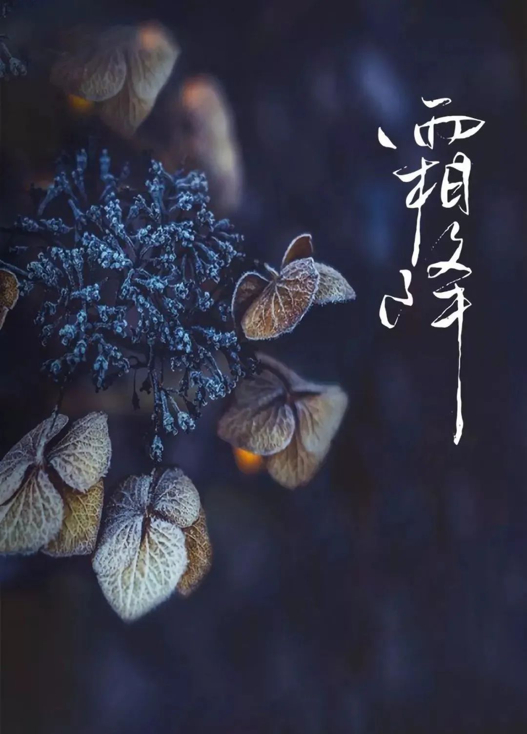 为何说“冬藏”从霜降开始_霜降饮食养生三防_霜降节气物候现象