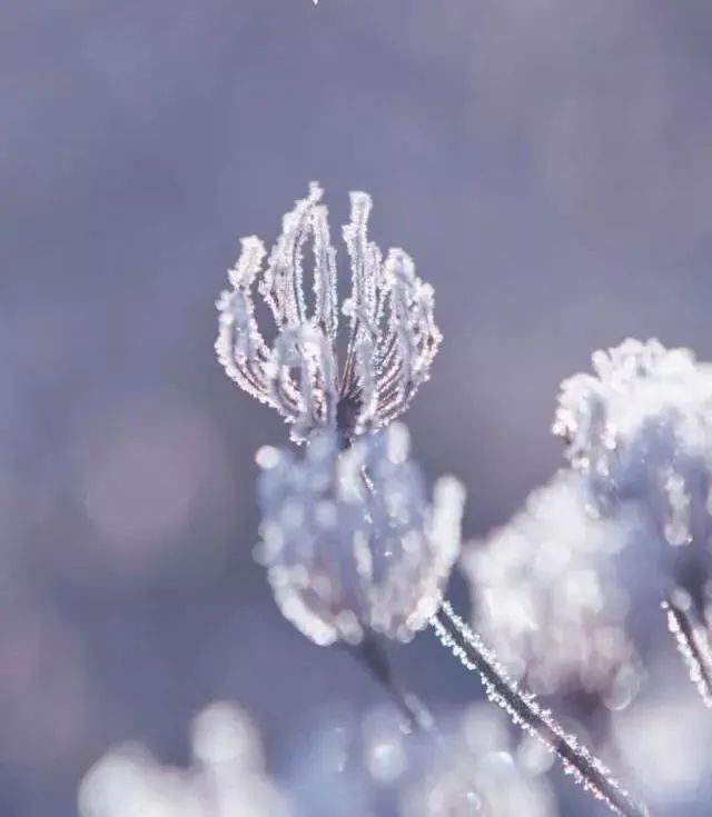 为何说“冬藏”从霜降开始_霜降饮食养生三防_霜降节气物候现象