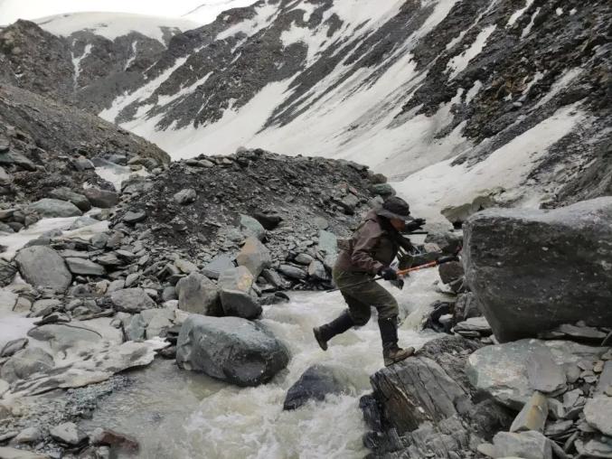 乌鲁木齐天山后峡发现一只死亡雪豹_雪豹生态环境改善_雪豹天祝发现